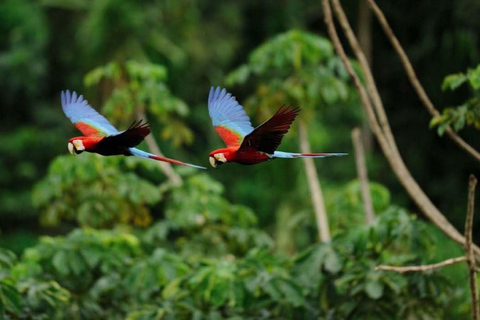 Puerto Maldonado : Trek du Tambopata 3 jours 2 nuits