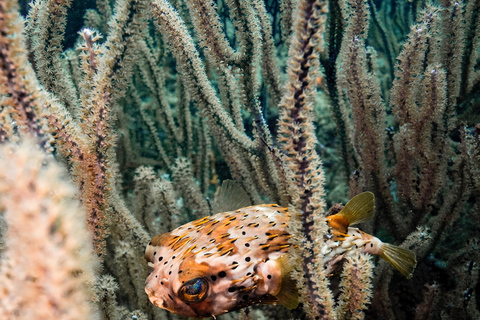 Fun Dives in Tayrona National Park's Coral Reefs