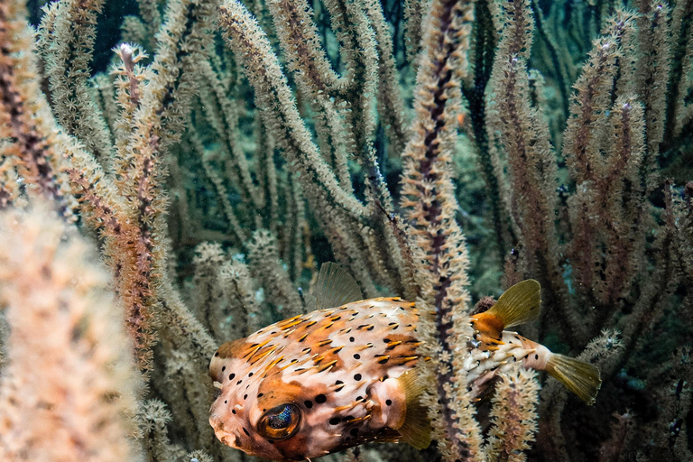 Fun Dives in Tayrona National Park's Coral Reefs