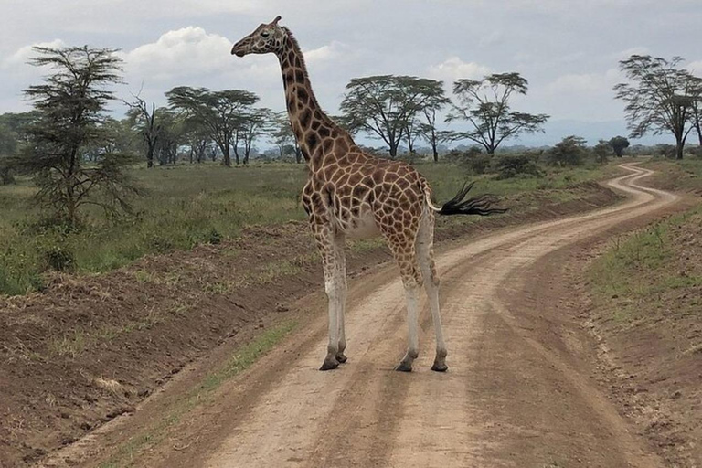 4-dagars Maasai Mara, Nakuru Nationalpark och L. Naivasha.