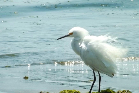 Paracas i Huacachina - wyprawa do pustynnych oaz