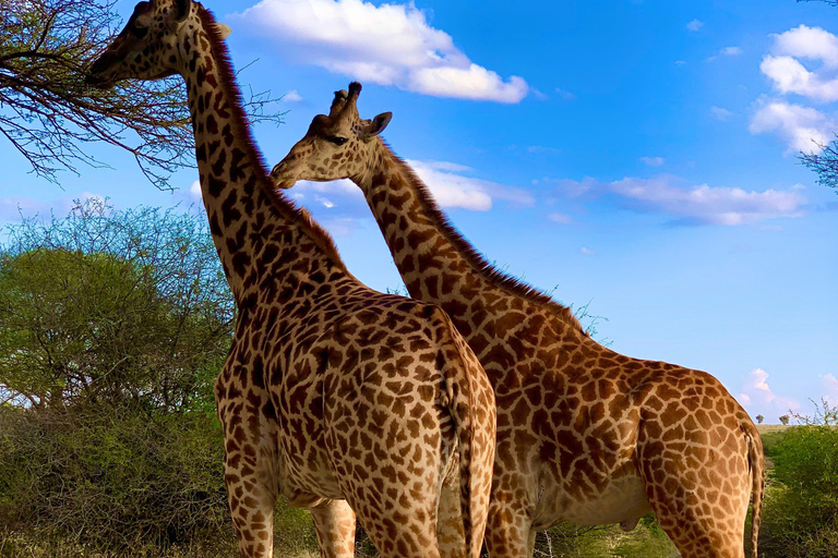 Nairobi: National Park, Karen Blixen Museum & Beads Safari