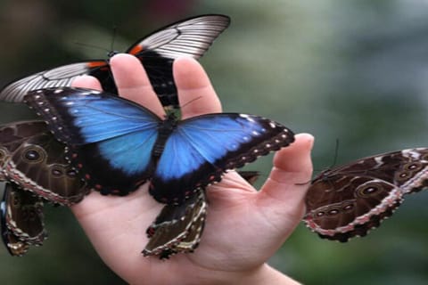 Krakow: Museum of Living Butterflies 2+1