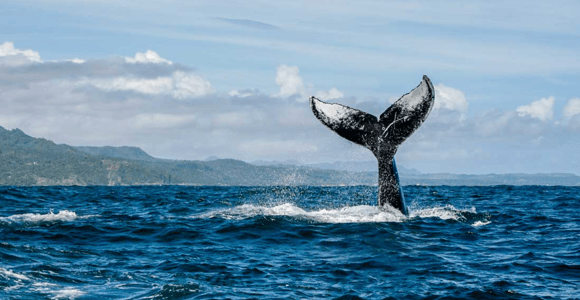 Miches: Half Day Whale Watching Catamaran Tour with Snacks