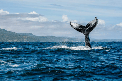 Punta Cana: Whale Watching &amp; Los Haitises National Park Tour