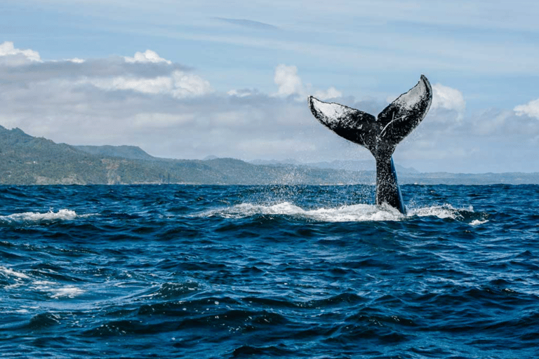 Punta Cana: Valskådning och rundtur i Los Haitises nationalpark