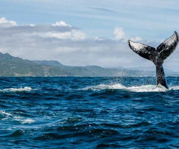 Miches: Half Day Whale Watching Catamaran Tour with Snacks