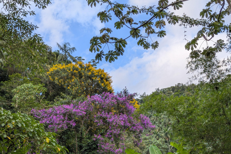 Teresópolis : circuit découverte de la faune de la forêt atlantiqueTeresópolis : Excursion à la découverte de la faune de la forêt atlantique
