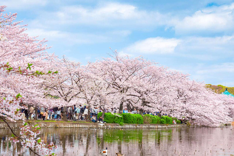 Cherry Blossom Seasonal Special: Classic Tokyo Day Tour Includes beef set meal