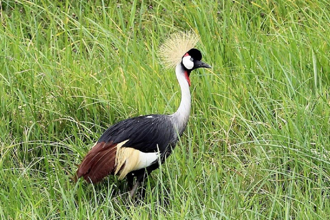 Nairobi: Ol Pejeta Conservancy Day Trip with Game Drive