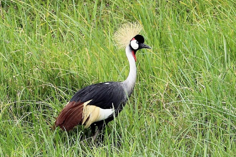 Nairobi: Ol Pejeta Conservancy Day Trip with Game Drive