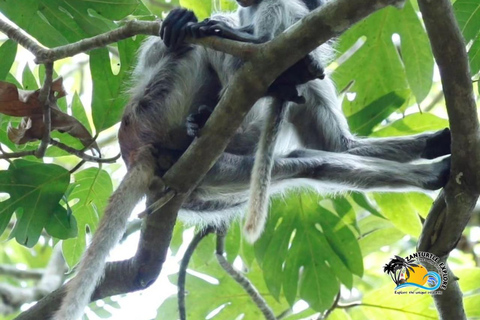 Zanzibar: Blå lagunen, sjöstjärnor och Jozani-skogenTransfer till hotell var som helst på Zanzibar