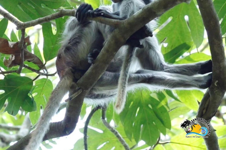 Zanzibar: Blå lagunen, sjöstjärnor och Jozani-skogenTransfer till hotell var som helst på Zanzibar