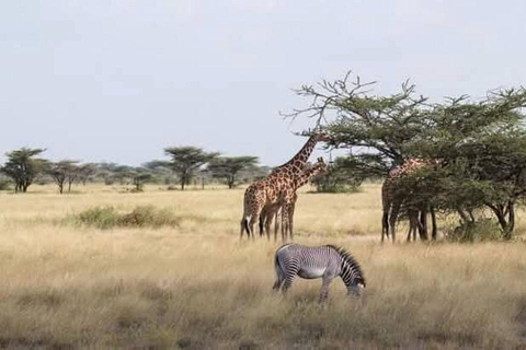 3 Days, 2 nights safari to Samburu National Reserve 3 Days private safari in a 4x4 Landcruiser jeep