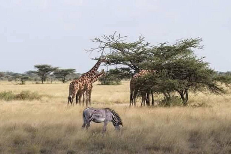 3 Days, 2 nights safari to Samburu National Reserve 3 Days private safari in a 4x4 Landcruiser jeep