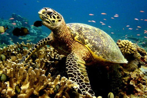 Punta Cana: Submarine Scooter and Snorkeling Tour