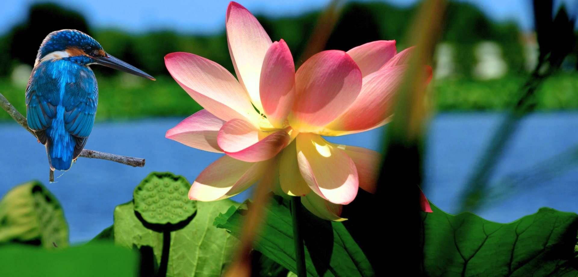 Mantua: Kreuzfahrt auf Entdeckungsreise zu den Lotusblumen