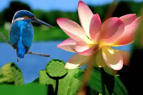 Mantua: Kreuzfahrt auf Entdeckungsreise zu den Lotusblumen