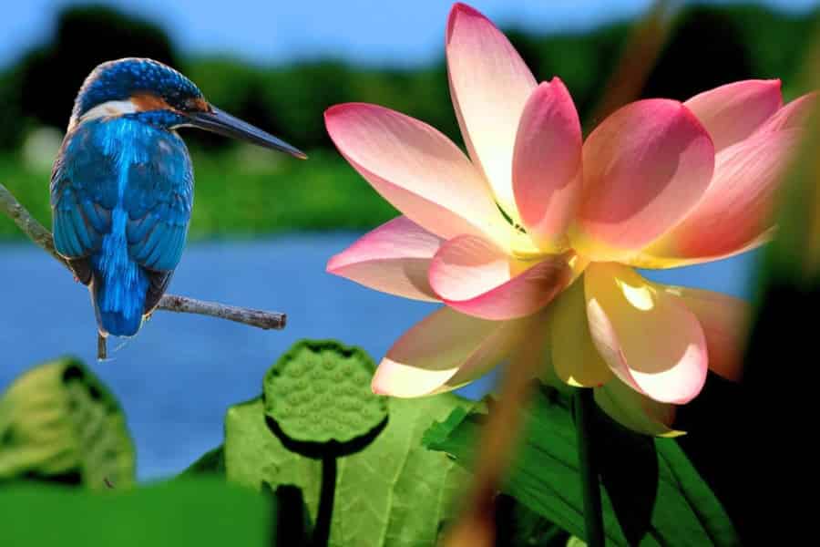 Mantua: Kreuzfahrt auf Entdeckungsreise zu den Lotusblumen. Foto: GetYourGuide Mantua: Kreuzfahrt auf Entdeckungsreise zu den Lotusblumen. Foto: GetYourGuide