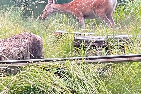 Sapporo: Soranuma-Dake Overnight Trek in Shikotsu-Toya NP