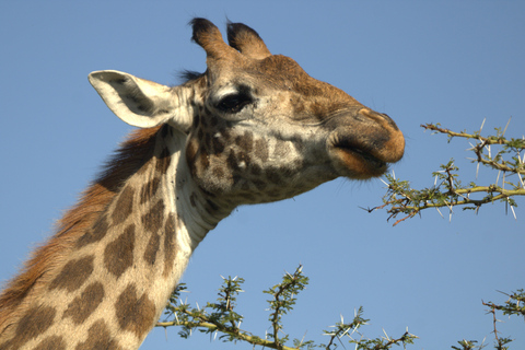 Hell's Gate e Lago Naivasha: tour in bicicletta, escursione e giro in barcaAvventura a Hell's Gate (da Nairobi)