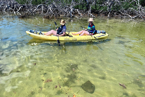 Tavernier, FL: Mangrove and Manatees Guided Kayak Eco Tour