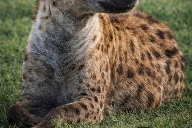 Golden Hour Safari: Afternoon Game Drive in Nairobi park National Park, Elephant Orphanage & Giraffe Private- Van