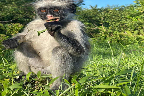 Zanzibar: Wycieczka po lesie Jozani i farmie przypraw z lunchem