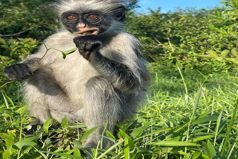 Zanzibar: Wycieczka po lesie Jozani i farmie przypraw z lunchem