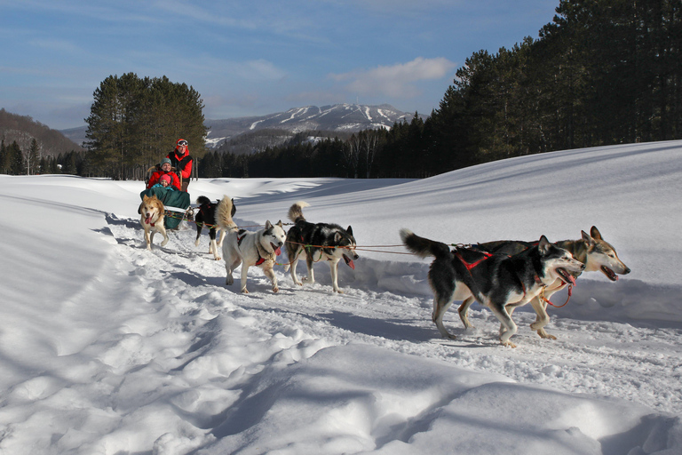 Mont-Tremblant: Guided Dogsledding Tour with Hot Chocolate Transport from Tremblant Resort