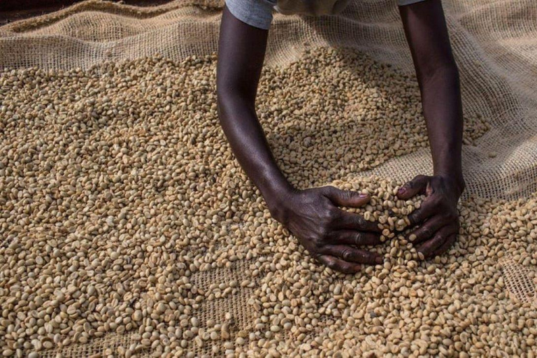 Nairobi: Tour della fabbrica e della fattoria del caffè con trasferimento