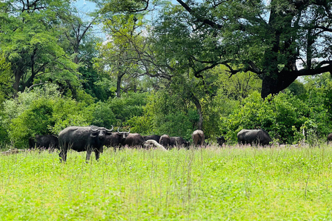 Livingstone: Game Drive And Rhino Walk Experience
