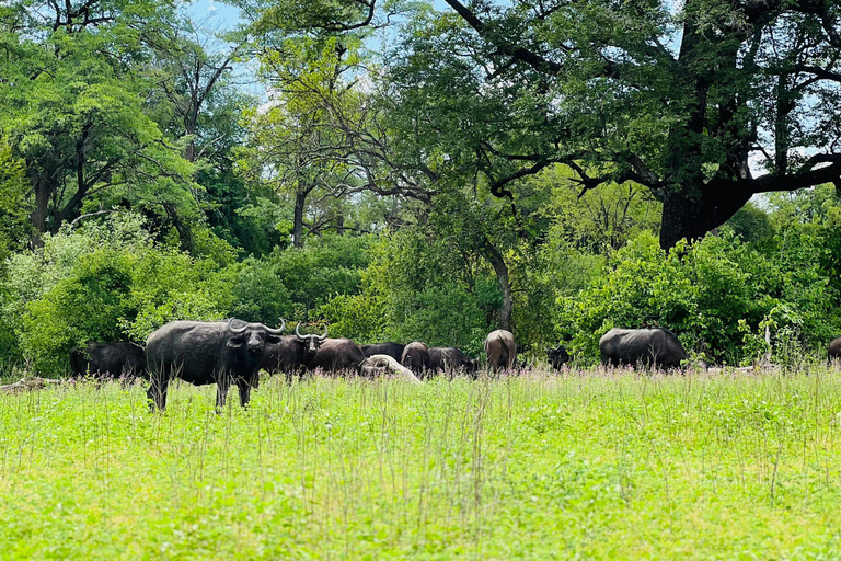Livingstone: Game Drive And Rhino Walk Experience
