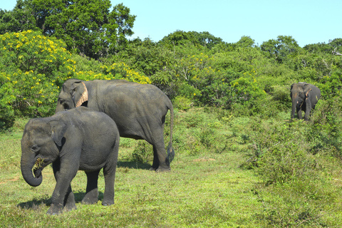 8-dagars rundtur i Sri Lanka: Historia, natur, kultur, djurliv