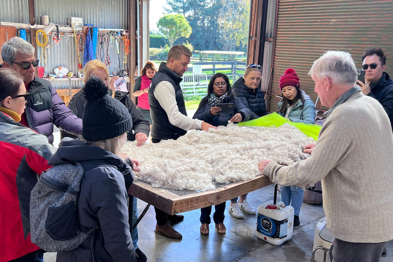 From Christchurch: Alpaca Farm Tour with Feeding and Guide
