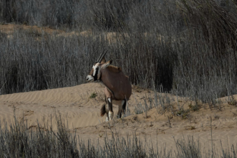 Swakopmund: Namib Desert Sunrise, Seals & Sandwich Harbour
