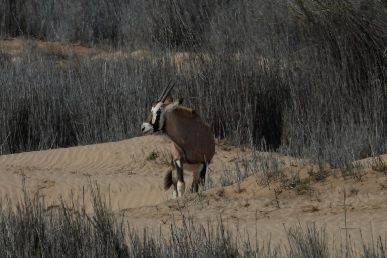 Swakopmund: Namib Desert Sunrise, Seals & Sandwich Harbour