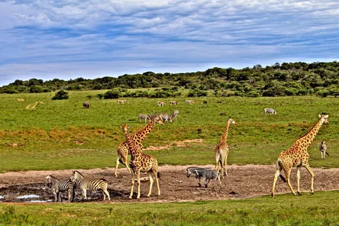 3 giorni di safari Tsavo Est e Saltlick da Diani/Mombasa