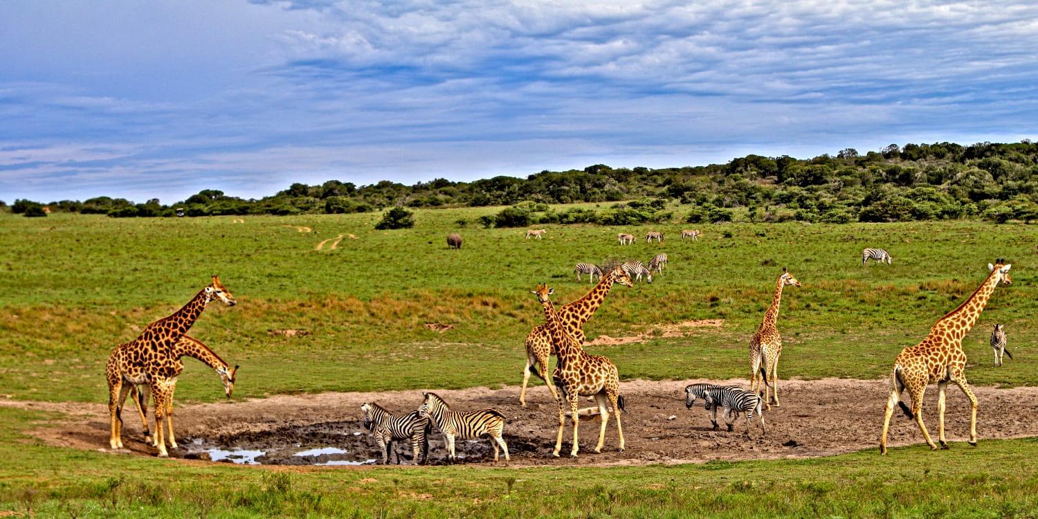 3 Tage Tsavo Ost und Saltlick-Safari ab Diani/Mombasa