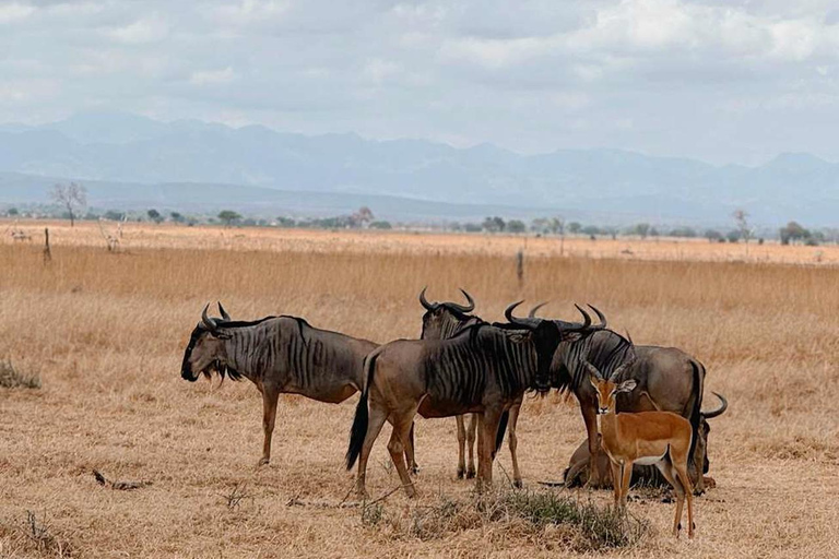 From Zanzibar: 3-Day Mikumi Wildlife Safari, 2 Nights