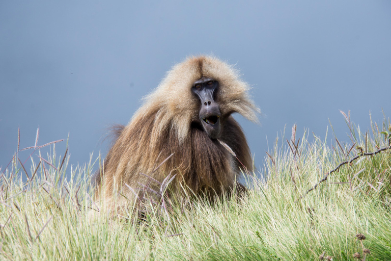 Addis Ababa: 7-Day Blue Nile, Simien, & Omo Valley Tour