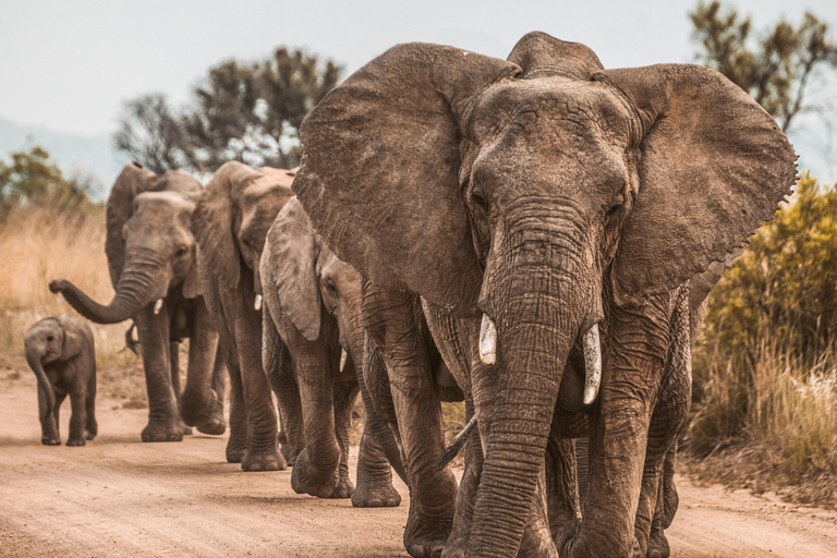 Serengeti: 1-daagse gedeelde safari