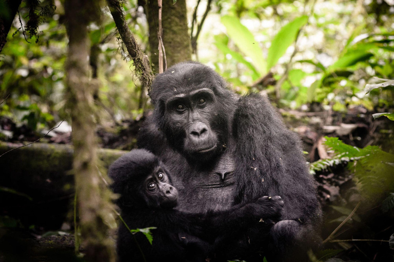 Bwindi: 4 dagars gorillahabitat och vandring i Bwindi