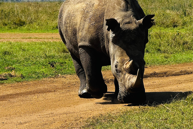 Golden Hour Safari: Afternoon Game Drive in Nairobi park National Park, Elephant Orphanage & Giraffe Private- Van