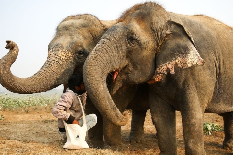 Von Delhi aus: Taj Mahal Tour mit Elefanten-SchutzzentrumNur Auto + Reiseführer