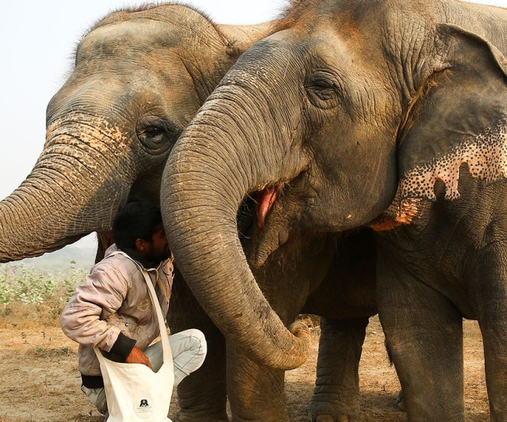 From Delhi: Taj Mahal Tour with Elephant Conservation Centre