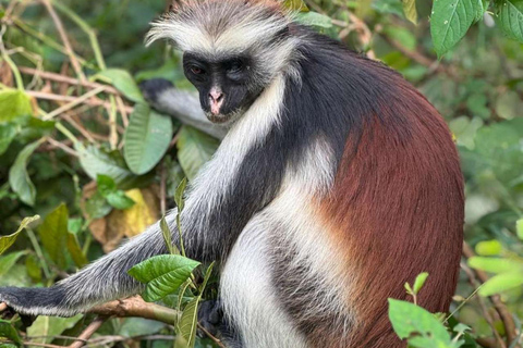 ZANZIBAR: Foresta di Jozani e snorkeling con i delfini a Mnemba con barbecueTOUR PRIVATO SENZA SERVIZIO DI PRELIEVO E RIENTRO IN HOTEL