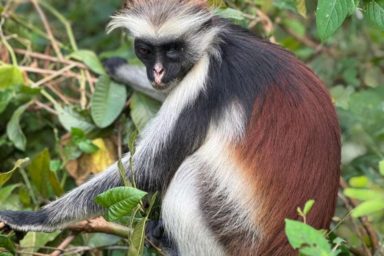 ZANZIBAR: Foresta di Jozani e snorkeling con i delfini a Mnemba con barbecueTOUR PRIVATO SENZA SERVIZIO DI PRELIEVO E RIENTRO IN HOTEL