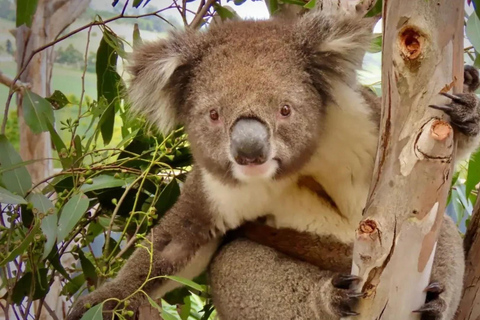 Hobart: Zoo, Museum, and Mount Wellington Day Trip