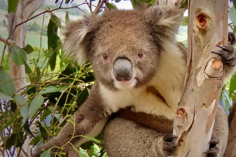 Hobart: Zoo, Museum, and Mount Wellington Day Trip
